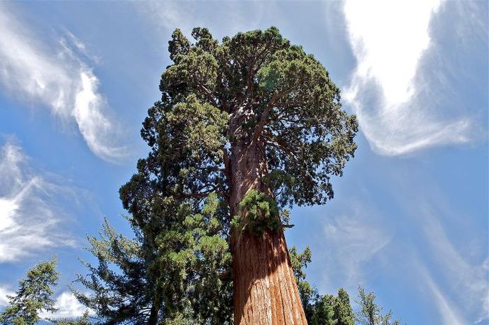 Sequoia trees, Redwood National and State Parks, California, United States