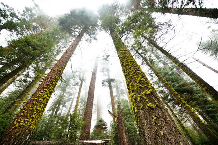 Sequoia trees, Redwood National and State Parks, California, United States