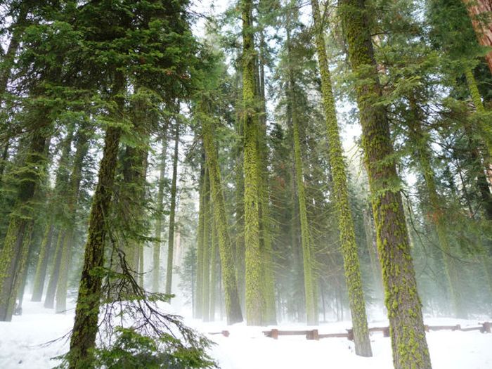 Sequoia trees, Redwood National and State Parks, California, United States