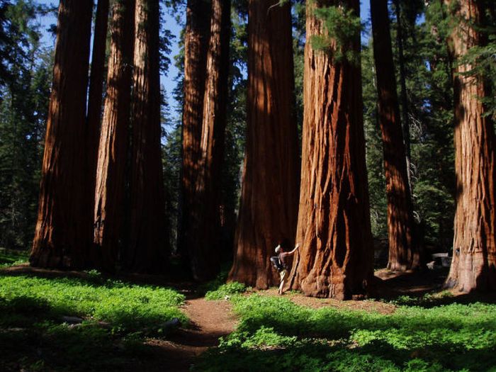 Sequoia trees, Redwood National and State Parks, California, United States