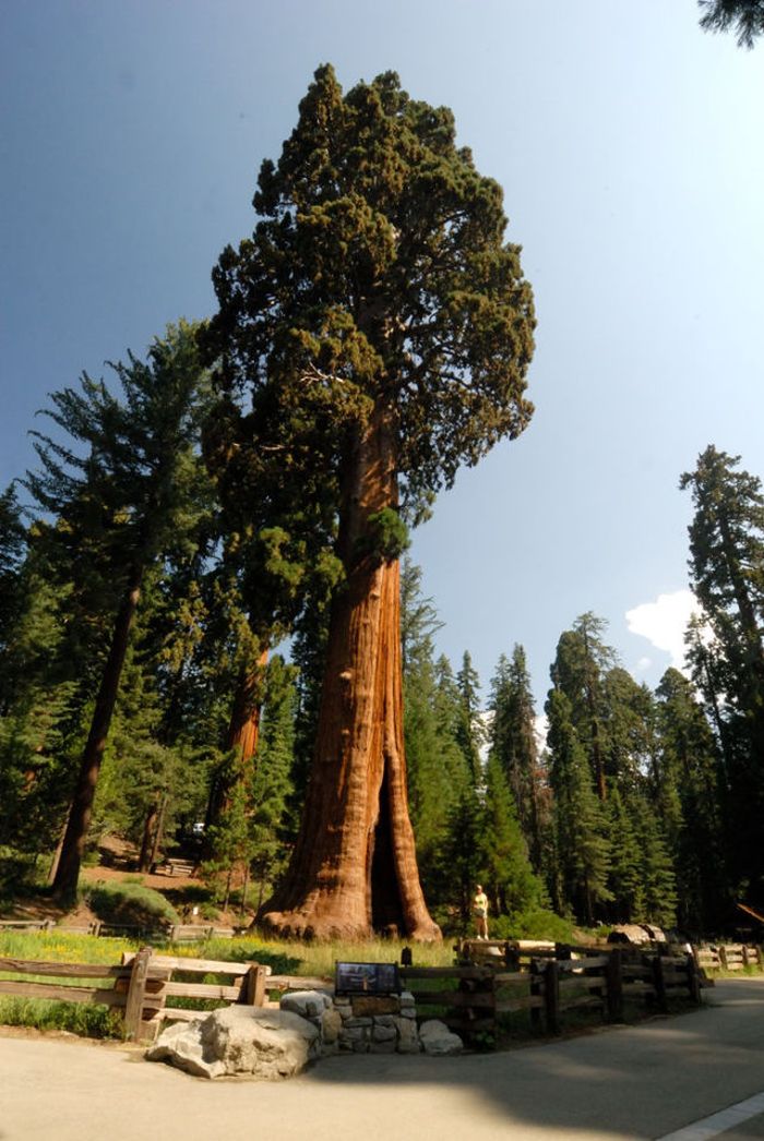 Sequoia trees, Redwood National and State Parks, California, United States