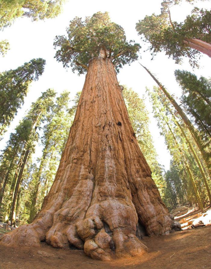 Sequoia trees, Redwood National and State Parks, California, United States