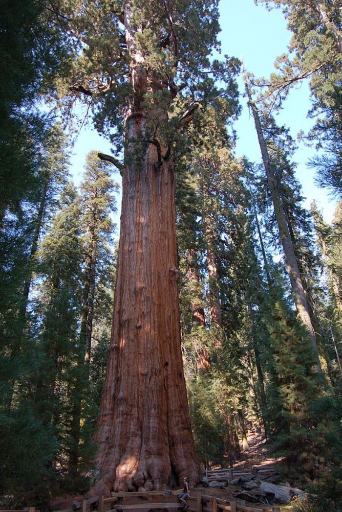 Sequoia trees, Redwood National and State Parks, California, United States