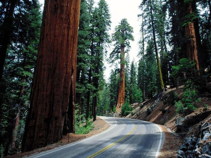 Sequoia trees, Redwood National and State Parks, California, United States