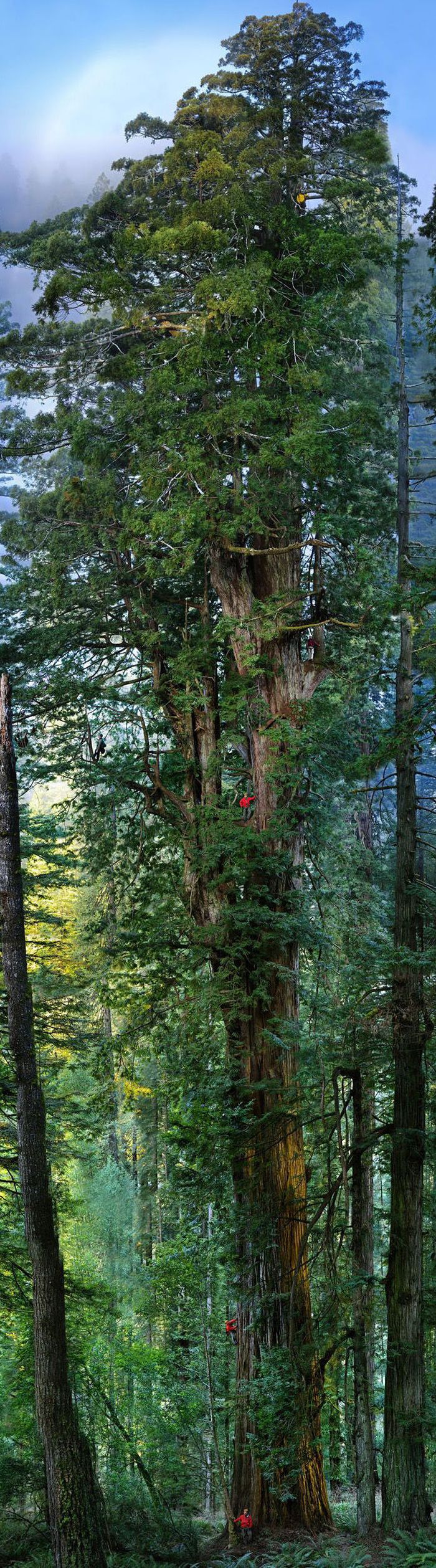 Sequoia trees, Redwood National and State Parks, California, United States