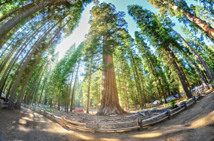 Sequoia trees, Redwood National and State Parks, California, United States
