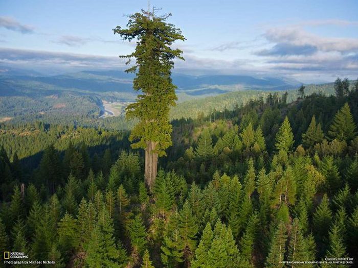 Sequoia trees, Redwood National and State Parks, California, United States