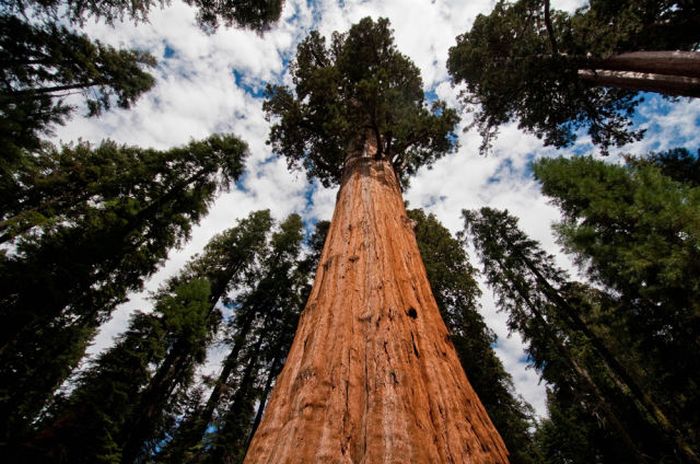 Sequoia trees, Redwood National and State Parks, California, United States