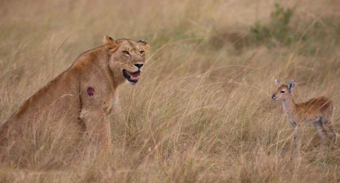 wounded lioness adopts baby antelope after killing its mother