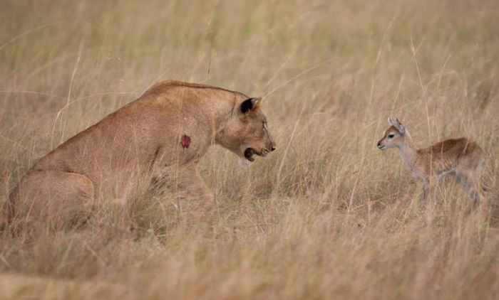 wounded lioness adopts baby antelope after killing its mother