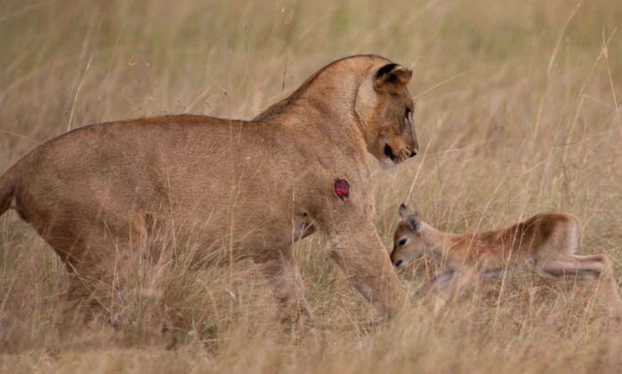 wounded lioness adopts baby antelope after killing its mother