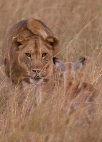 wounded lioness adopts baby antelope after killing its mother