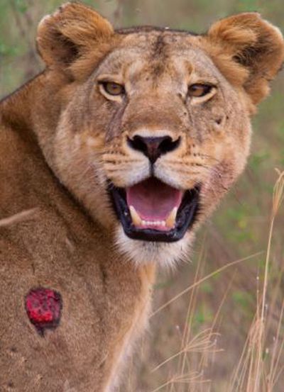 wounded lioness adopts baby antelope after killing its mother