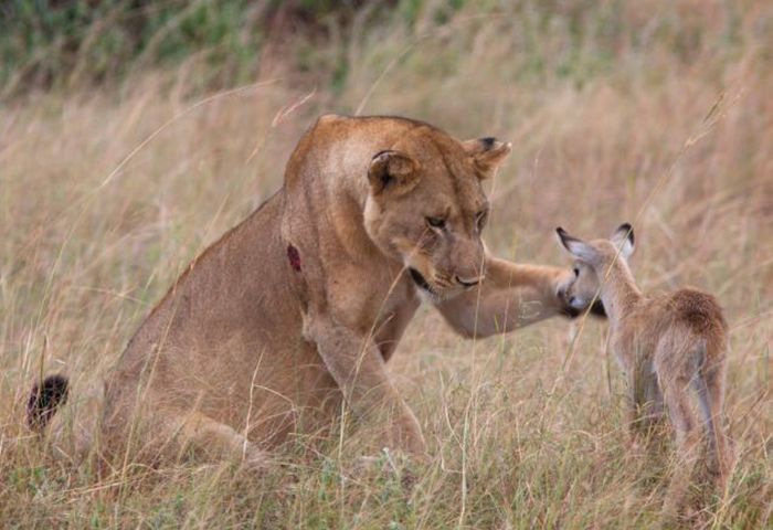 wounded lioness adopts baby antelope after killing its mother