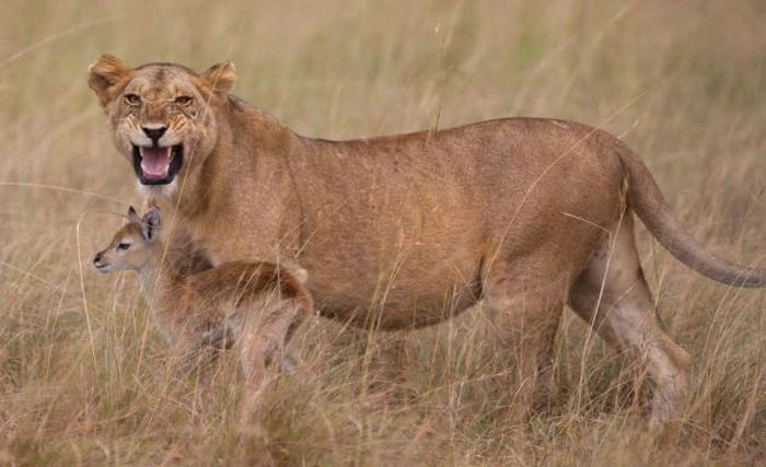 wounded lioness adopts baby antelope after killing its mother