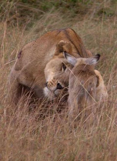 wounded lioness adopts baby antelope after killing its mother