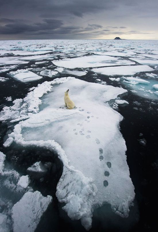 Wildlife Photographer winners 2012