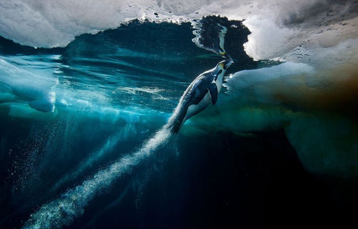 Wildlife Photographer winners 2012