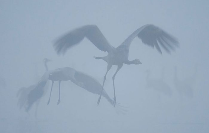 Wildlife Photographer winners 2012