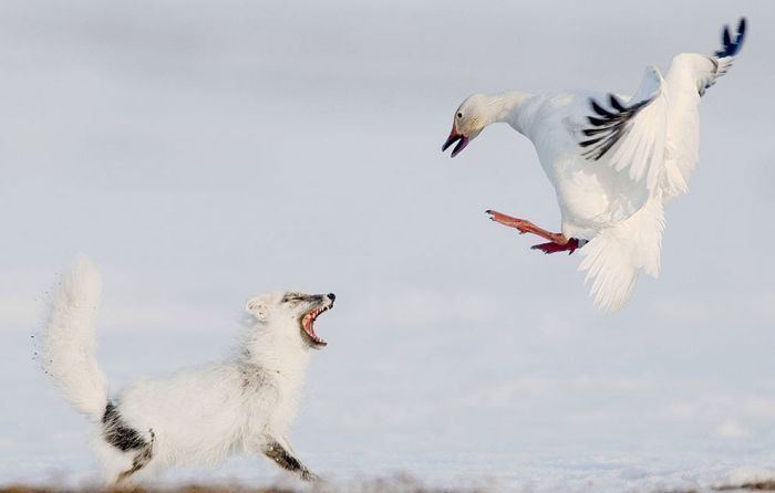 Wildlife Photographer winners 2012