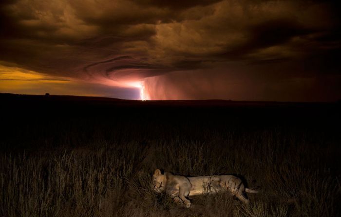 Wildlife Photographer winners 2012