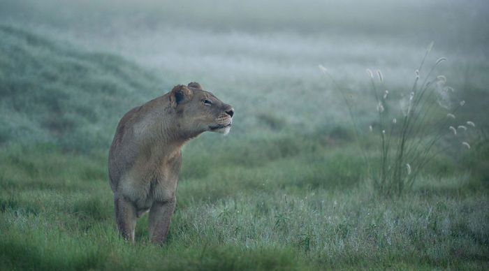 Wildlife Photographer winners 2012