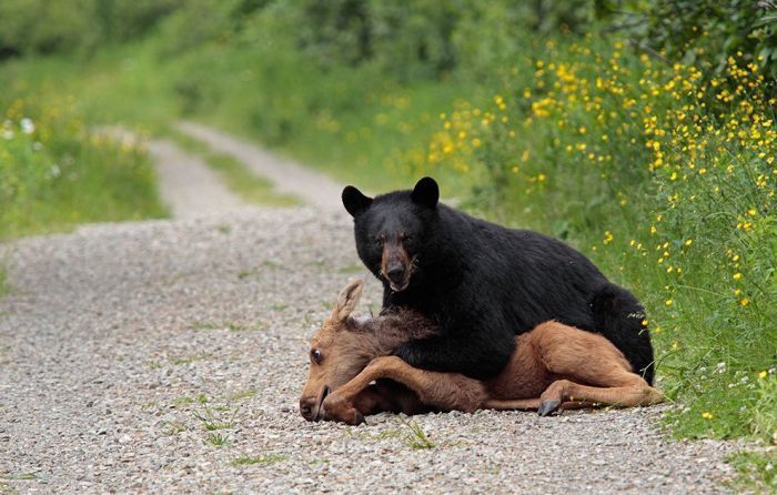 Wildlife Photographer winners 2012