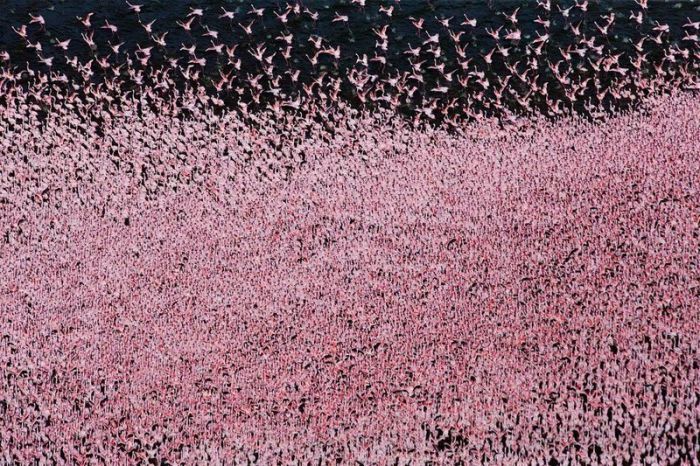 Pink blanket of flamingos, Rift Valley lakes, Nakuru Lake National Park, Kenya