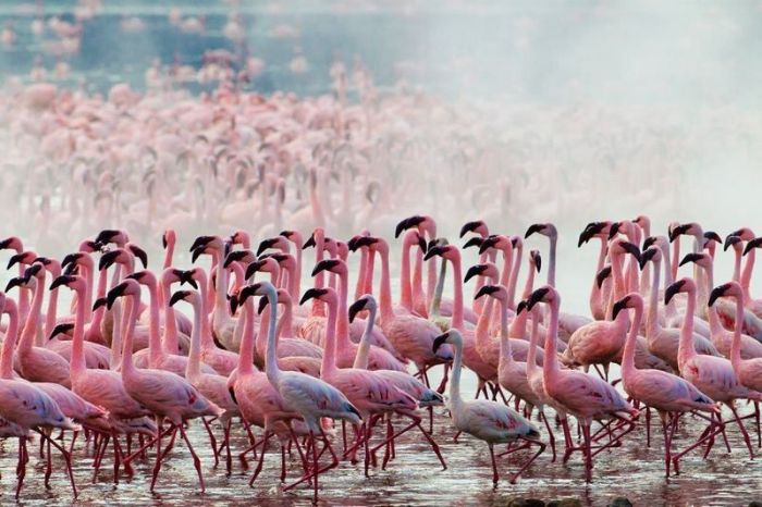 Pink blanket of flamingos, Rift Valley lakes, Nakuru Lake National Park, Kenya