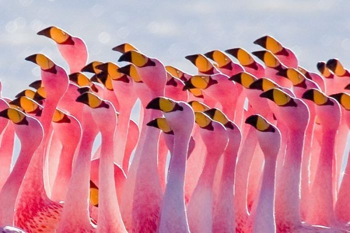 Pink blanket of flamingos, Rift Valley lakes, Nakuru Lake National Park, Kenya