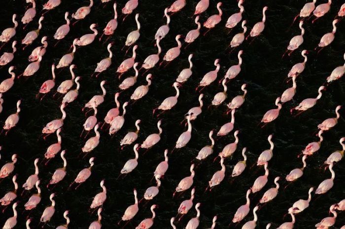 Pink blanket of flamingos, Rift Valley lakes, Nakuru Lake National Park, Kenya