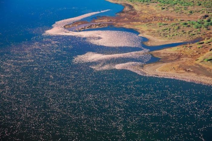 Pink blanket of flamingos, Rift Valley lakes, Nakuru Lake National Park, Kenya