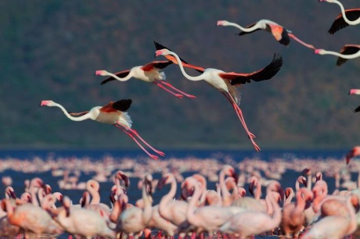 Pink blanket of flamingos, Rift Valley lakes, Nakuru Lake National Park, Kenya