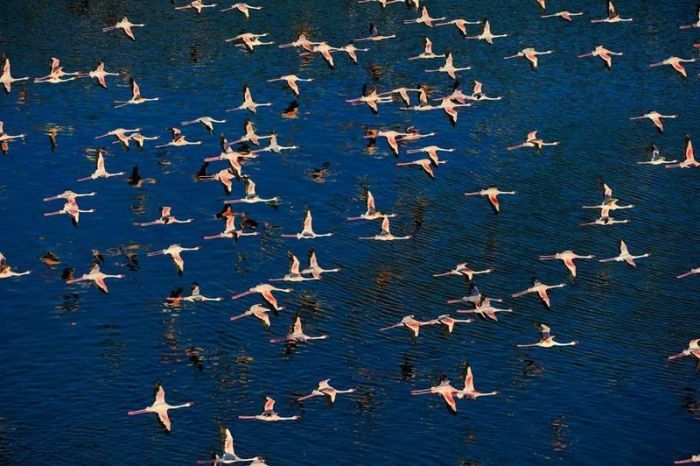 Pink blanket of flamingos, Rift Valley lakes, Nakuru Lake National Park, Kenya