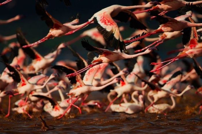 Pink blanket of flamingos, Rift Valley lakes, Nakuru Lake National Park, Kenya