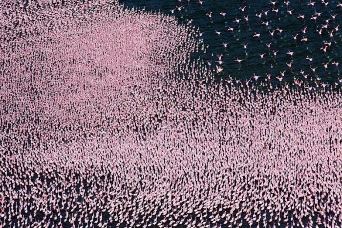 Pink blanket of flamingos, Rift Valley lakes, Nakuru Lake National Park, Kenya