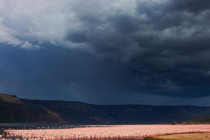 Pink blanket of flamingos, Rift Valley lakes, Nakuru Lake National Park, Kenya