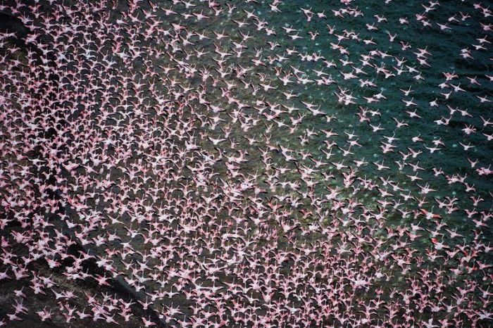 Pink blanket of flamingos, Rift Valley lakes, Nakuru Lake National Park, Kenya