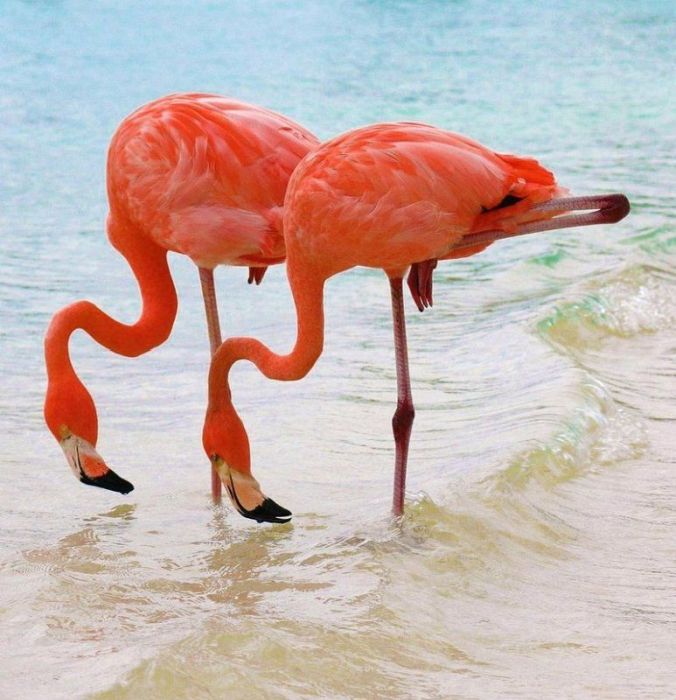 Pink blanket of flamingos, Rift Valley lakes, Nakuru Lake National Park, Kenya