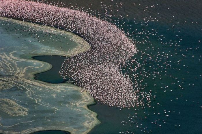 Pink blanket of flamingos, Rift Valley lakes, Nakuru Lake National Park, Kenya