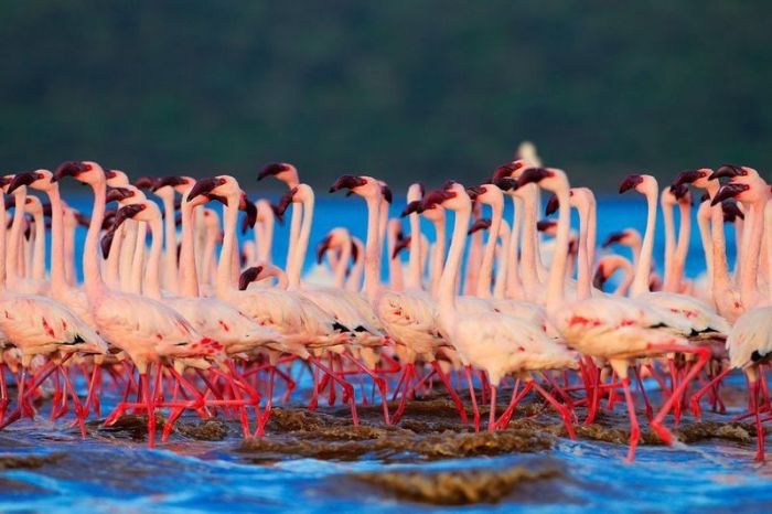 Pink blanket of flamingos, Rift Valley lakes, Nakuru Lake National Park, Kenya