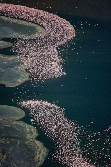 Pink blanket of flamingos, Rift Valley lakes, Nakuru Lake National Park, Kenya