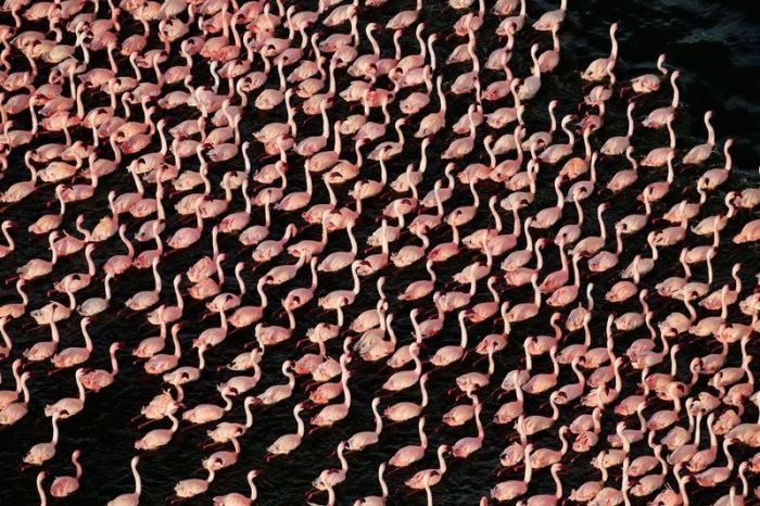 Pink blanket of flamingos, Rift Valley lakes, Nakuru Lake National Park, Kenya