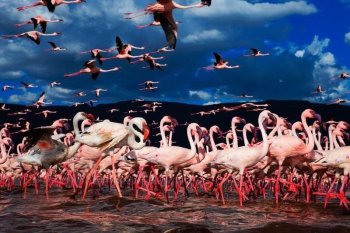 Pink blanket of flamingos, Rift Valley lakes, Nakuru Lake National Park, Kenya