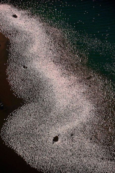 Pink blanket of flamingos, Rift Valley lakes, Nakuru Lake National Park, Kenya