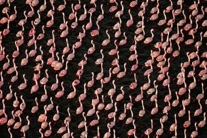 Pink blanket of flamingos, Rift Valley lakes, Nakuru Lake National Park, Kenya