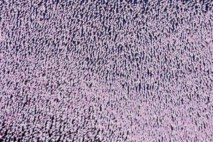 Pink blanket of flamingos, Rift Valley lakes, Nakuru Lake National Park, Kenya