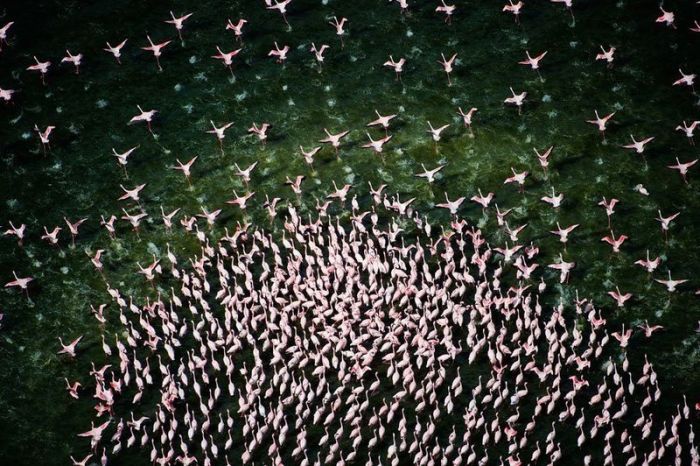 Pink blanket of flamingos, Rift Valley lakes, Nakuru Lake National Park, Kenya