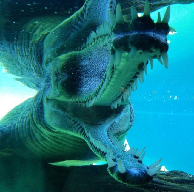 gharial crocodile