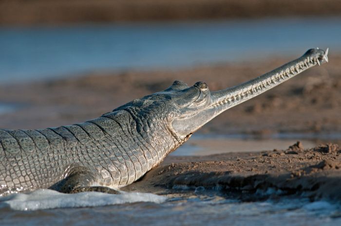 gharial crocodile